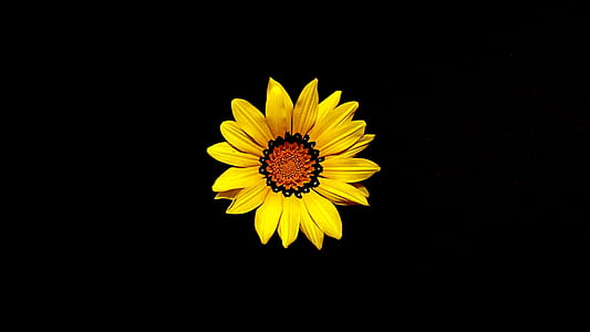 yellow sunflower blooming thumbnail