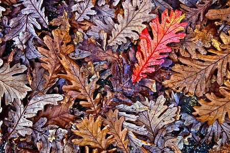 brown, gray, and red leaves thumbnail