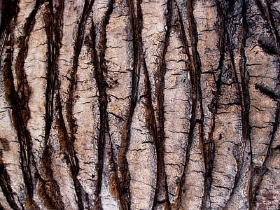 trunk, bark, textured, pattern, diamond, palm thumbnail