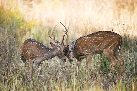 two brown spotted deer on green grass field during daytime thumbnail