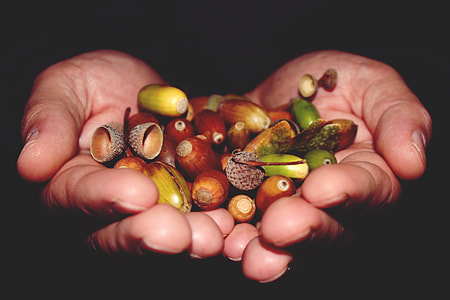 person holding brown and green nuts thumbnail