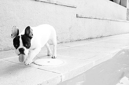 tongue-out white and black French bulldog thumbnail