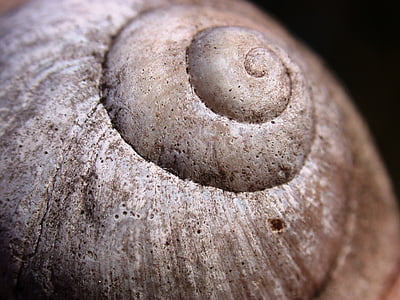 brown snail shell thumbnail