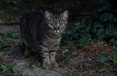 black tabby kitten standing near green plants thumbnail