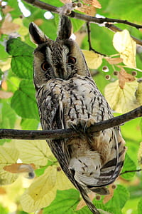 macro shot of black and gray owl thumbnail