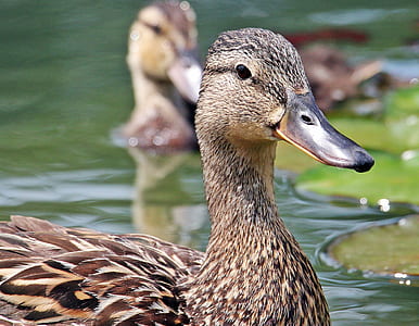 female mallard in shallow focus lens thumbnail