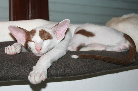 sleeping brown and white cat thumbnail