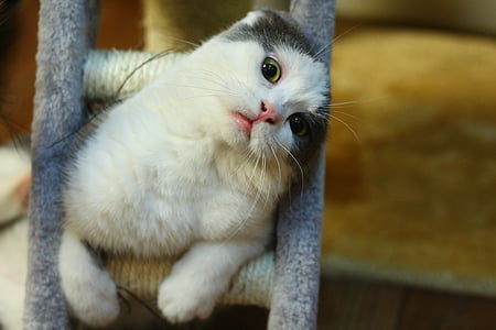 selective focus photography of Scottish fold cat on cat tree thumbnail