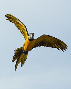 yellow and black macaw flying under blue sky during daytime thumbnail