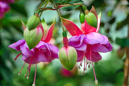 selective focus photography of pink fuchsia flowers thumbnail