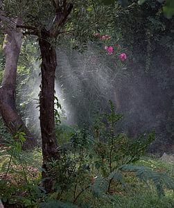 drops, watering, rain, rays, roses, nature thumbnail