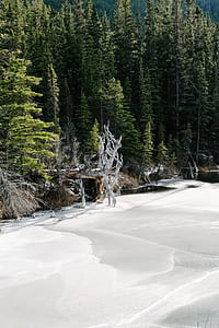 green leafed trees near body of water at daytime thumbnail
