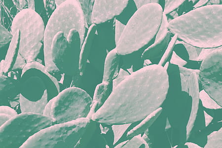 Green Cactus Plant thumbnail