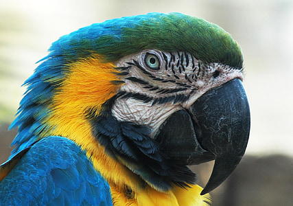 photography of green and yellow parrot thumbnail