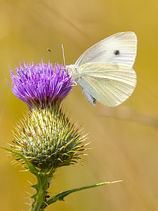 white moth on purple flower thumbnail