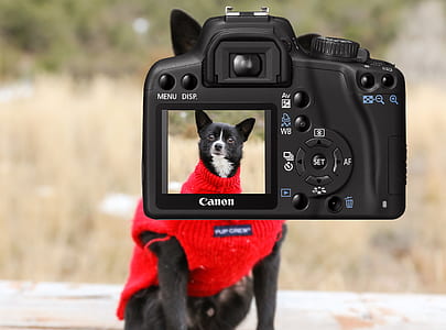 selective focus photography of Canon DSLR camera with dog in red shirt display thumbnail