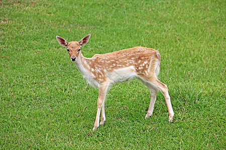 brown Deer on top of green grass thumbnail