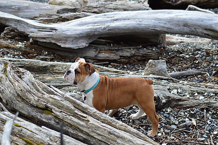 short-coated brown and white dog behind tree branch thumbnail