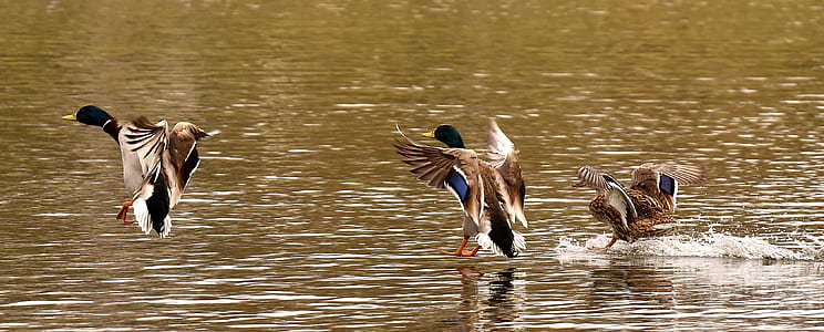 three mallard ducks playing in water thumbnail