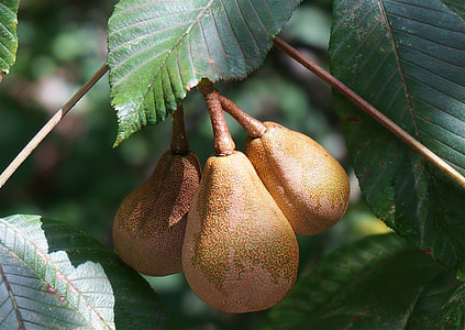 Japanese Horse Chestnut Pods, Rain Wet thumbnail