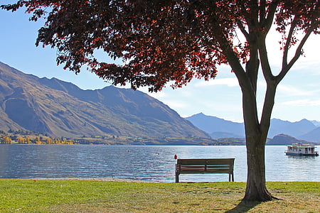 brown wooden bench near tree thumbnail