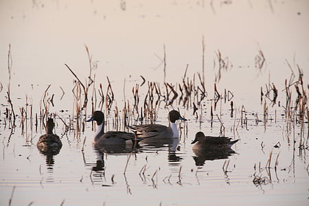 four brown Canadian geese and ducks on water thumbnail