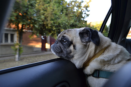 adult fawn pug facing sideways thumbnail