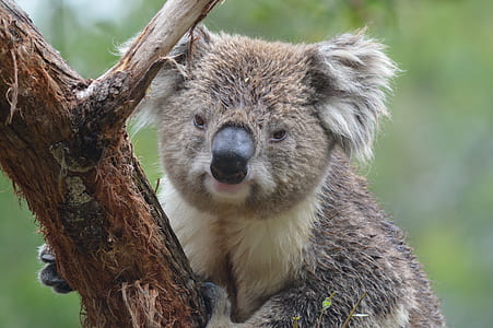 gray koala bear on tree thumbnail