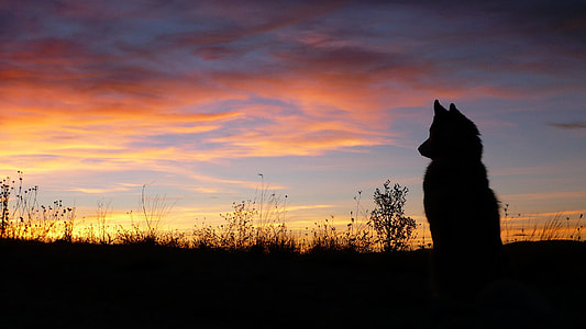 silhouette of dog sits on grass field during golden hour thumbnail