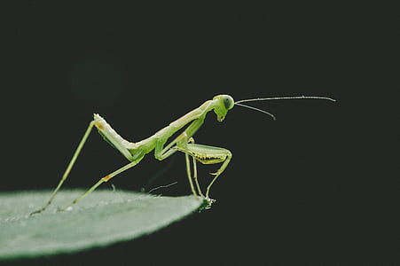 closeup photography of green praying mantis on green leaf thumbnail