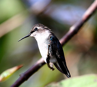 brown and black hummingbird perched on tree selective focus photography thumbnail