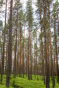 brown trees under white clouds thumbnail