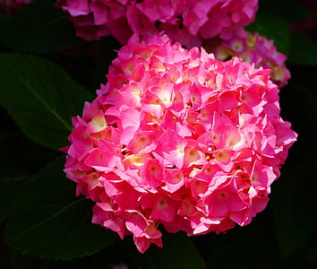pink and yellow hydrangeas closeup photography thumbnail