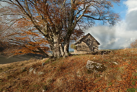 brown wooden house near brown tree thumbnail