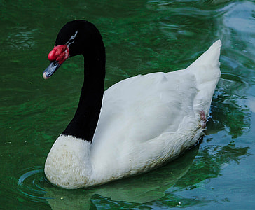 Swan, Black-Necked Swan thumbnail