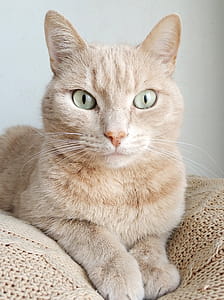 Orange Tabby Cat on Brown Knitted Textile thumbnail