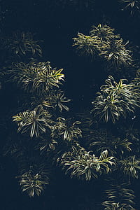 green leafed tree thumbnail