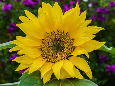 yellow flower thumbnail