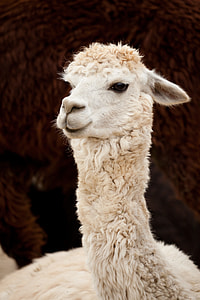 white llama thumbnail