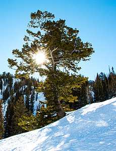green and brown tree on white snowy field thumbnail