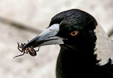 closeup photo of black and white bird biting brown spider thumbnail