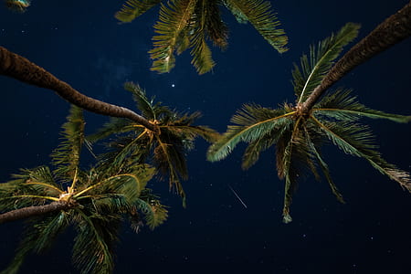 low angle photo of three coconut trees thumbnail