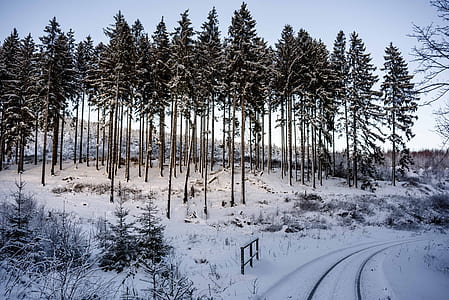tall trees on snow filled area thumbnail