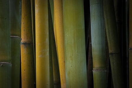green bamboo tree thumbnail