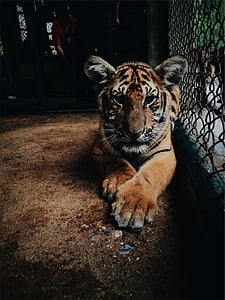 tiger in cage thumbnail