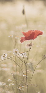 close up photography of red poppy beside chamomile flowers thumbnail
