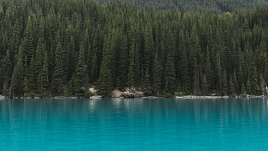 pine trees near sea thumbnail