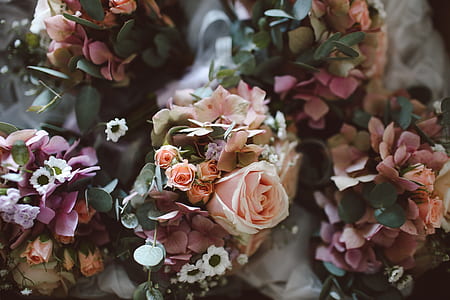 selective focus photography of pink and orange petaled flowers thumbnail