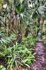 Florida, Highlands Hammock State Park thumbnail