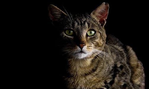 photography of brown tabby cat thumbnail